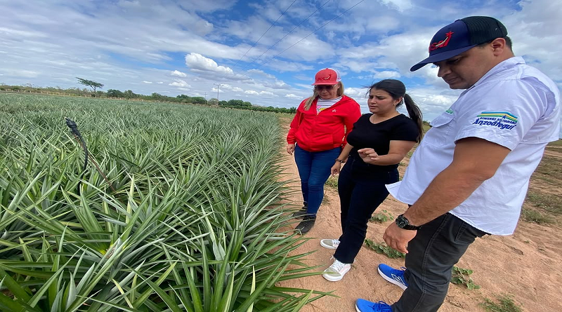 Exportación agrícola en Anzoátegui es impulsada por recuperación de terrenos 