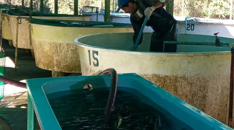 Mérida impulsa la industria truchícola con nuevas tecnologías